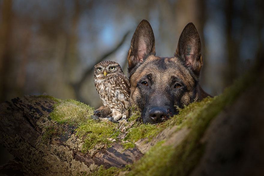 IMAGE.  A strong and tender friendship between a shepherd and an owl.  Renowned animal photographer Tanja Brandt captured these two cute creatures