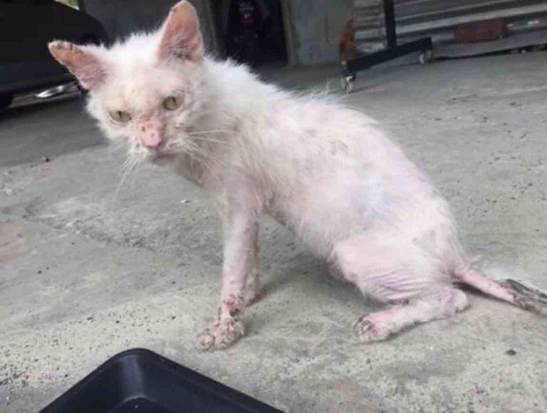 IMAGE.  A weak and exhausted kitten found on the street has turned into a healthy, hairy kitten.