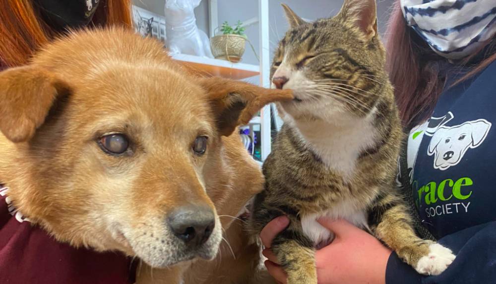 IMAGE.  Cat hero.  The blind dog and the cute maid cat are an inseparable duo adopted together