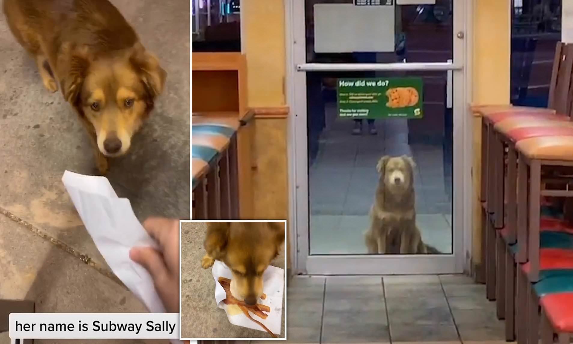 IMAGE.  This cute, unprotected dog is a patron of the bakery as the staff distributes free food to this stray dog ​​every day