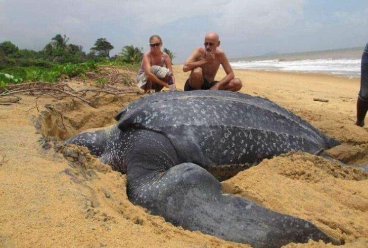 Ice.  Unbelievable moment the largest sea turtle emerges from the sea