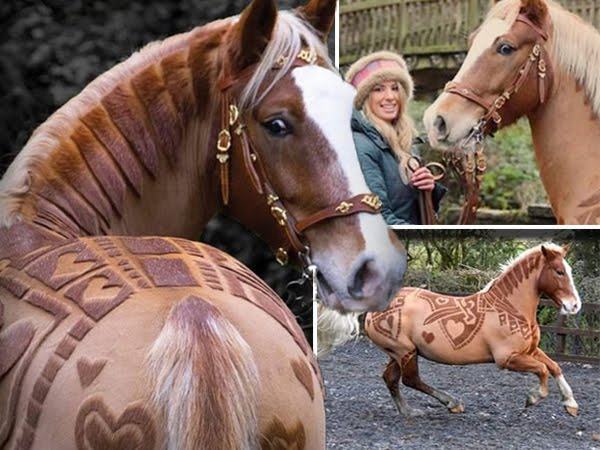 If you think horses can't get any better, you need to see what these people are up to