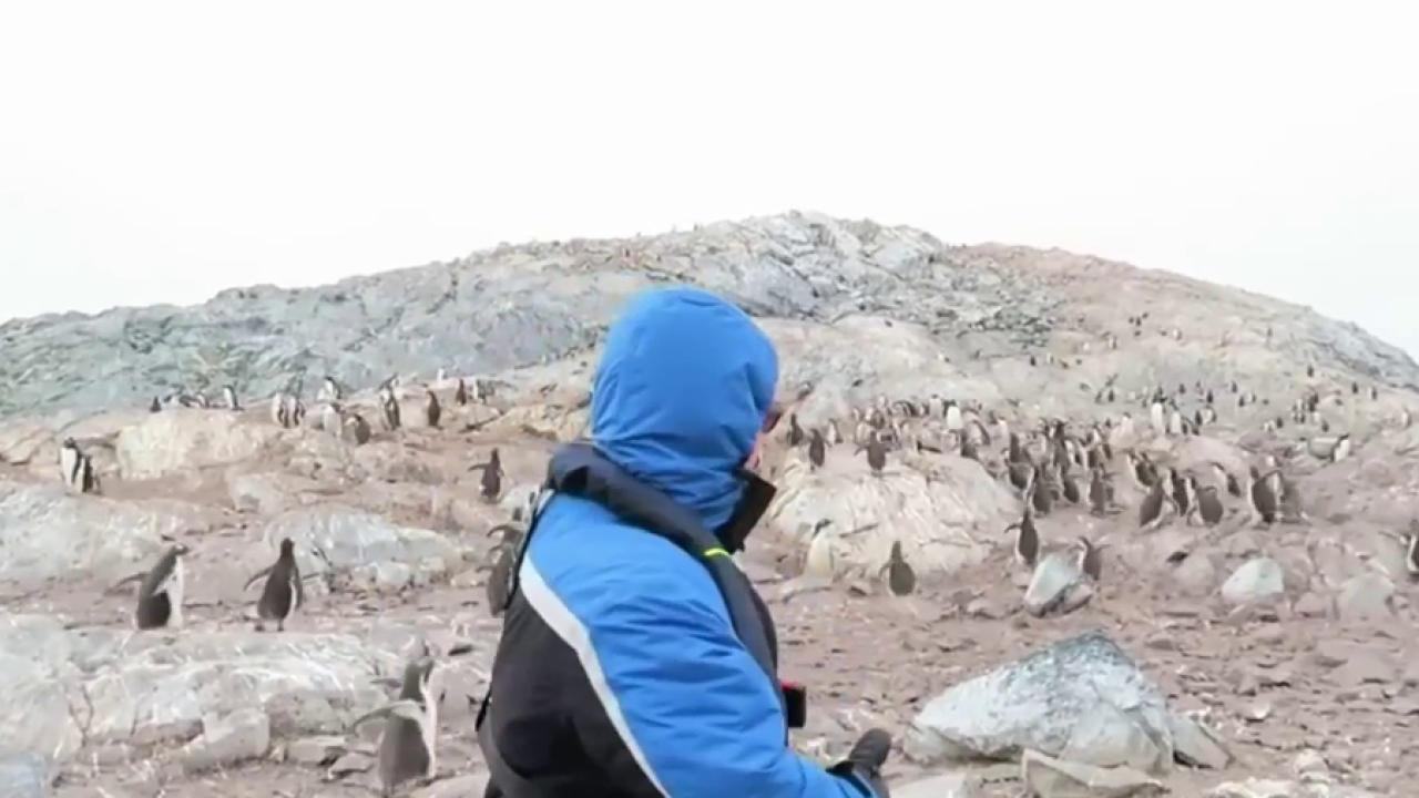 Impressive video.  Singer sings opera to the penguins, the recording session didn't go as planned