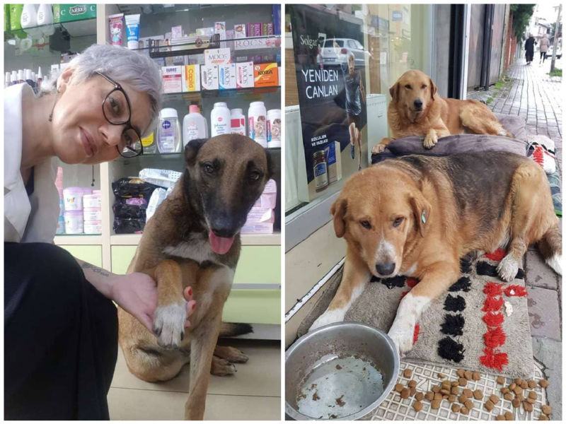 Innocent stray dog ​​runs to the pharmacy for help