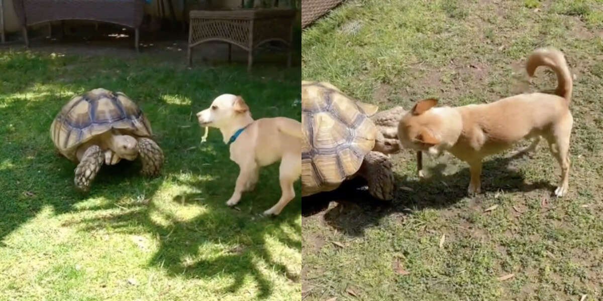 Inseparable friends.  Happy little dog brings a stick to his friend