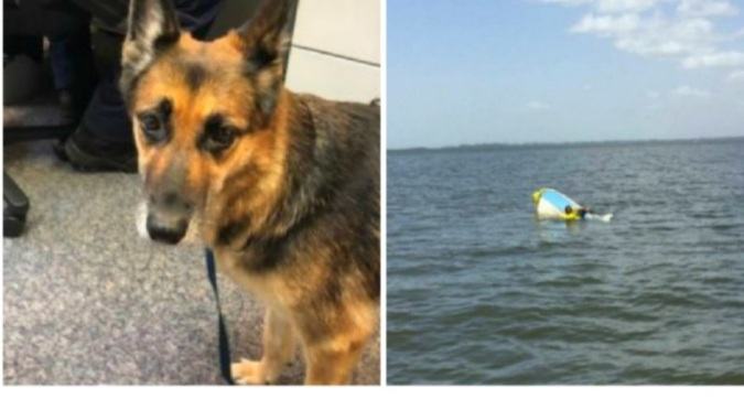 Interesting shot.  A brave German shepherd waded for nearly 11 hours to save his owner from drowning