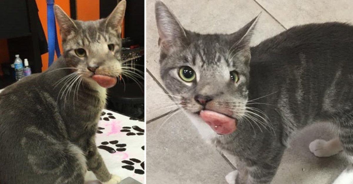 It's hard to find a permanent home for a kitten with a giant tumor on its face