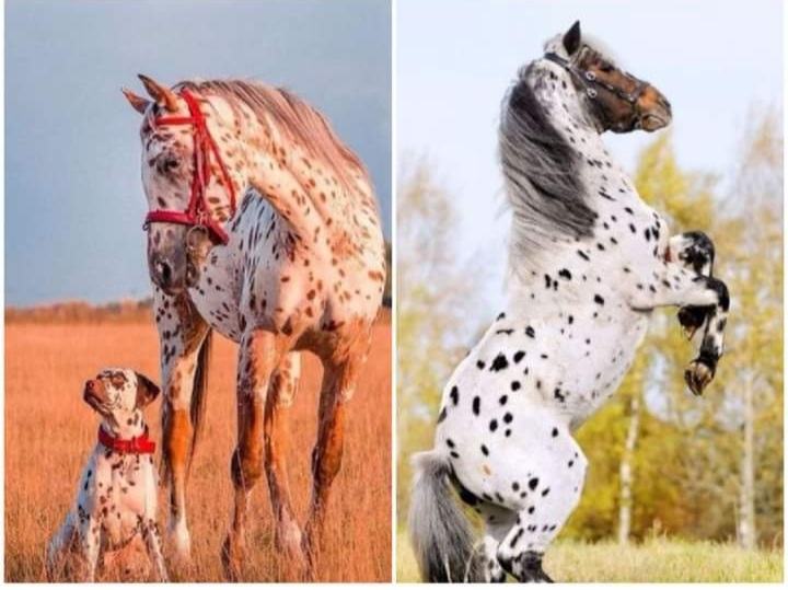 Just look at these very special and gorgeous horses, you will be amazed with their cute markings