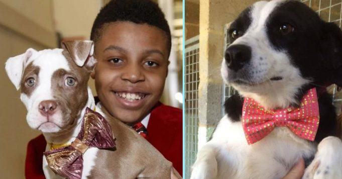 Kind 12-year-old boy makes stylish bows for cats and dogs at an animal shelter so they can be adopted faster