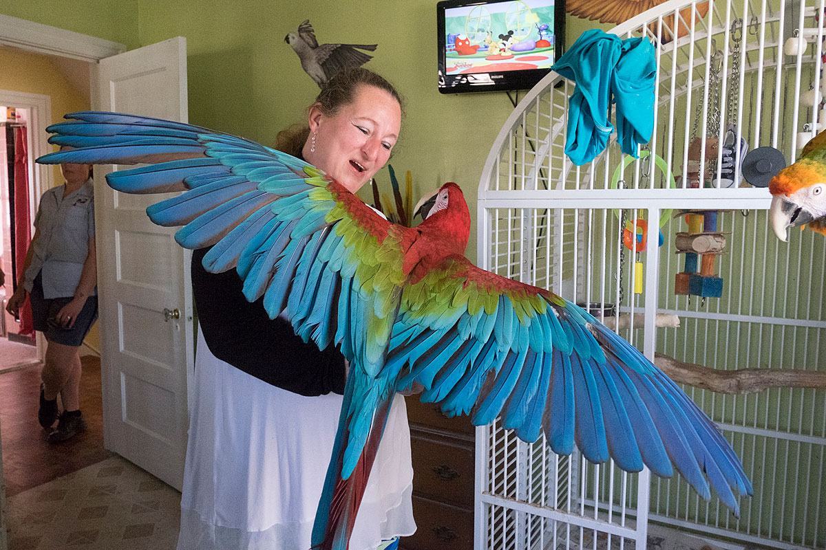 Kind woman Delco rescues abandoned parrots