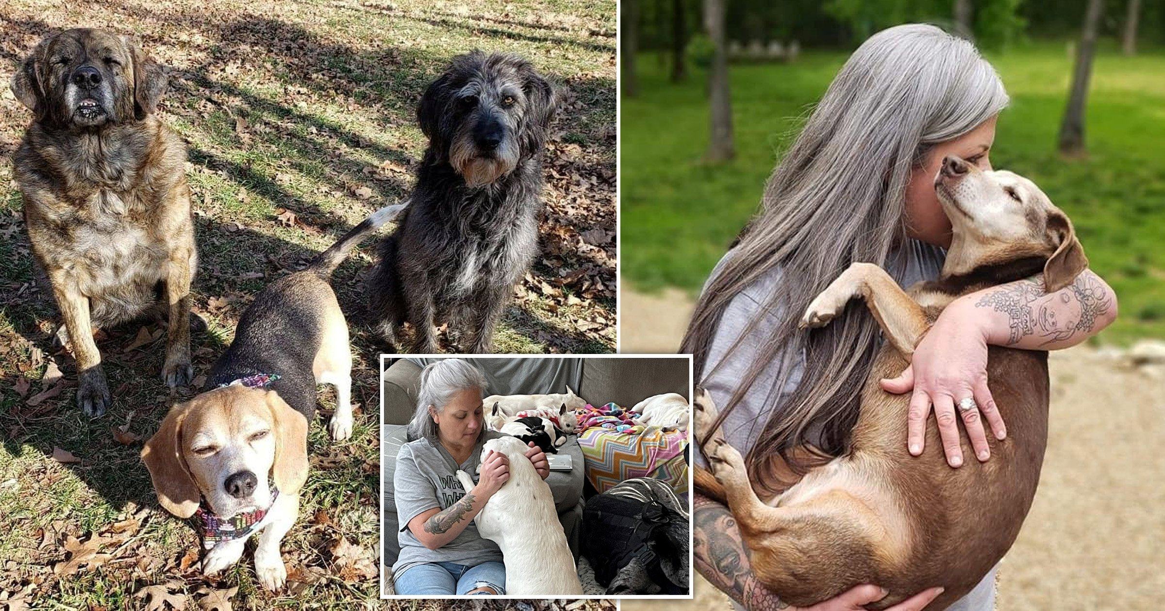 Kind woman turns her house into a dog nest, taking care of 80 old dogs at once