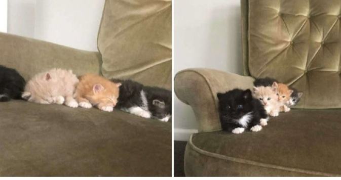 Kitten wakes up to the sound of food opening