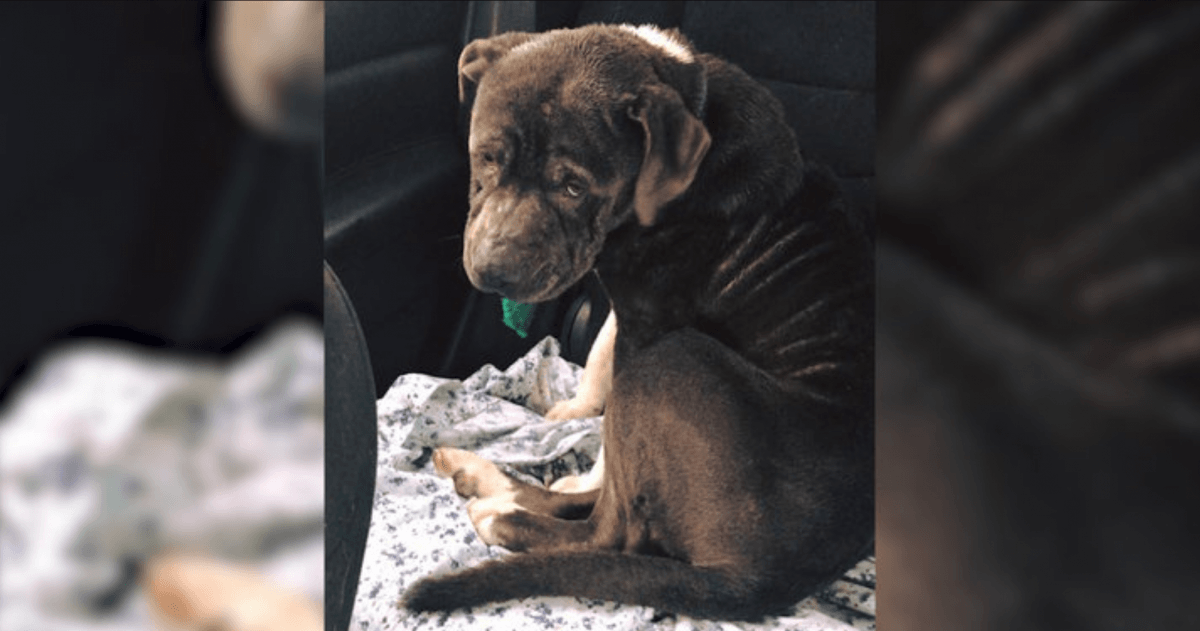 Lost pit bull is sad and grateful to the woman who helped him