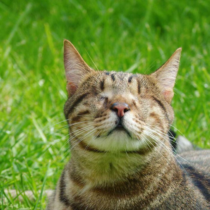 Love is blind.  One cat is described as "0 eyes, 1 big heart".  A cat from Greece has found a forever home in a Londoner's home