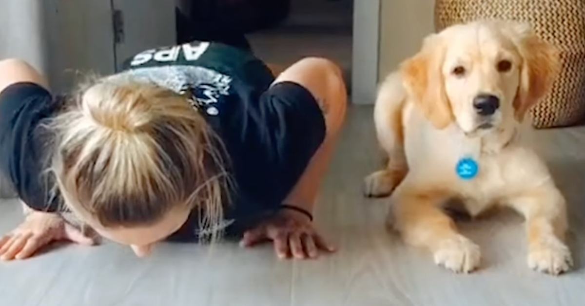 Lovely shot.  A cute and cuddly golden retriever that does push-ups with his owner and really enjoys sweet treats