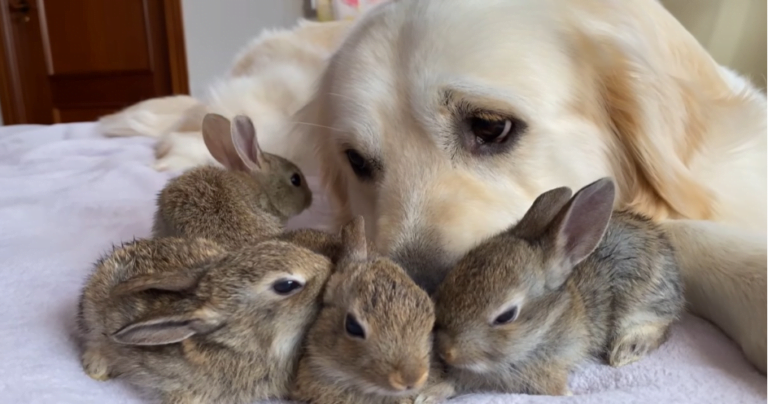 Lovely shot.  A golden retriever becomes the foster parent of four little bunnies