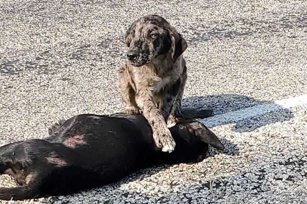 Loyal dog can't bear to leave his sister after she died on the side of the road