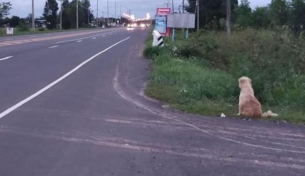 Loyal dog meets owner at the place he was abandoned 4 years ago