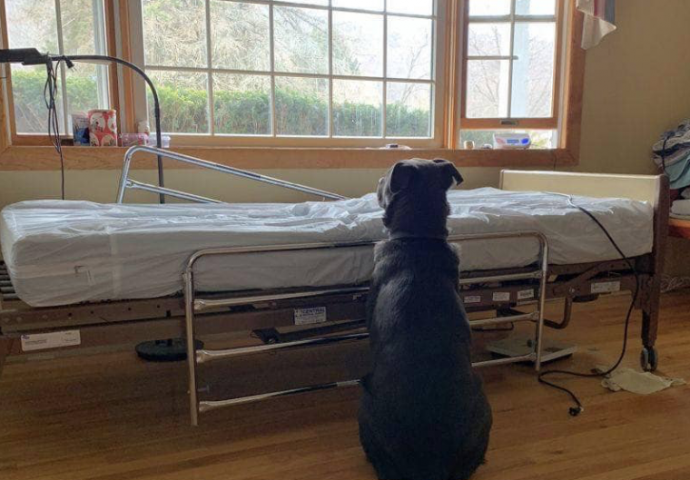 Loyal dog refuses to leave the bed where the owner used to lie dying, unfortunately the owner has passed away