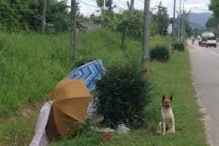 Loyal dog waiting for owner abandoned by the roadside