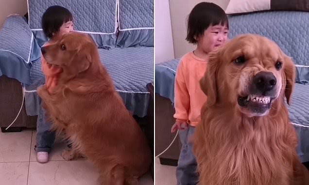 Loyal golden retriever tries his best to protect a crying little girl when she is scolded by her mother