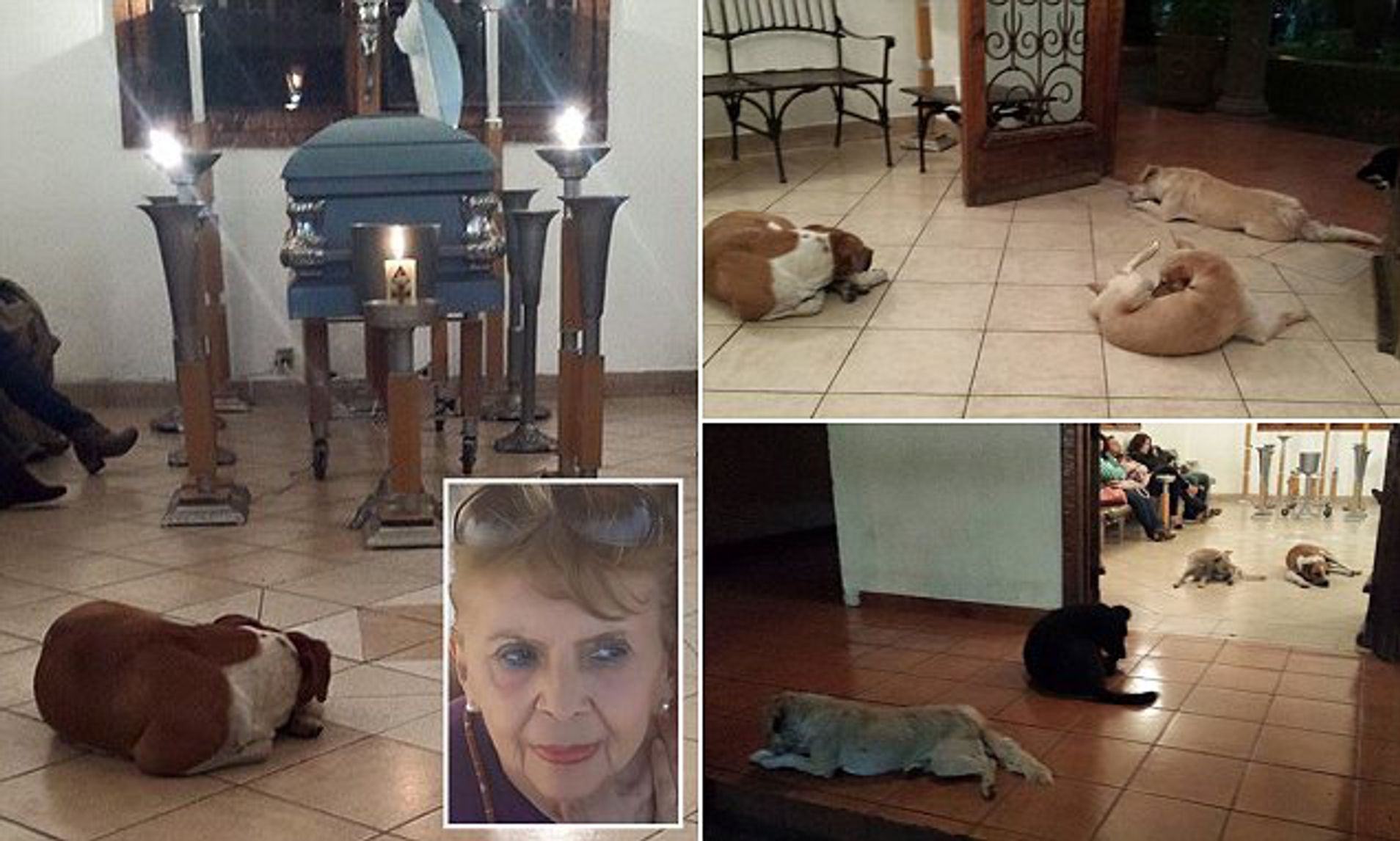 Many stray dogs attend the funeral of the woman who feeds them every day