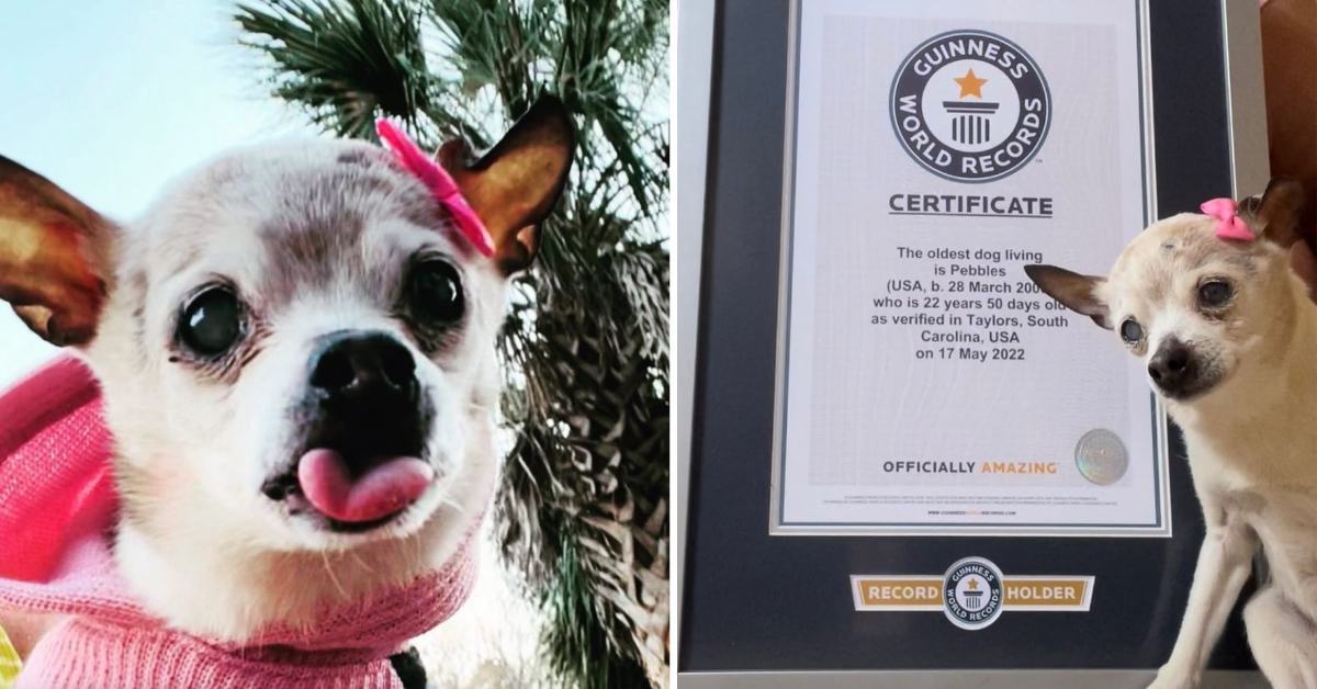 Meet Pebbles, who entered the Guinness World Records as the world's oldest dog