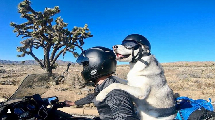 Meet Sox: an old dog who travels across America on a motorbike with his owner