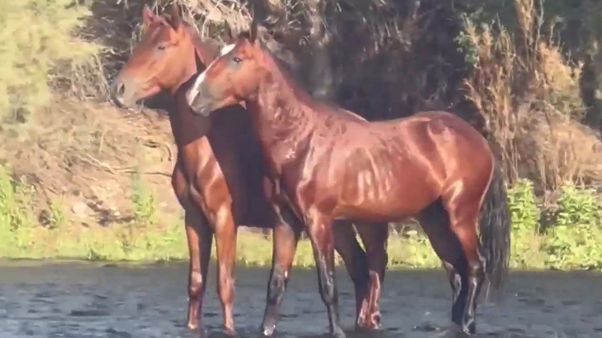 Mind-bending video gives illusion of horses walking on WATER – can you work out what’s really happening?