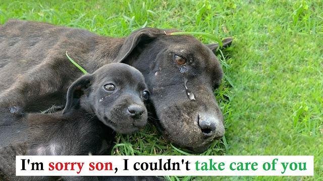 Mother dog cries for help because she can't take care of her cubs because she is exhausted