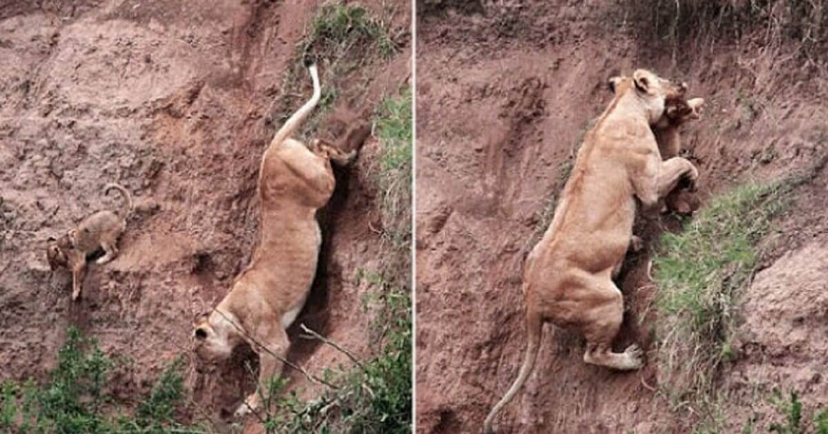 Mother lion risks her life to save her cubs stuck on the cliff