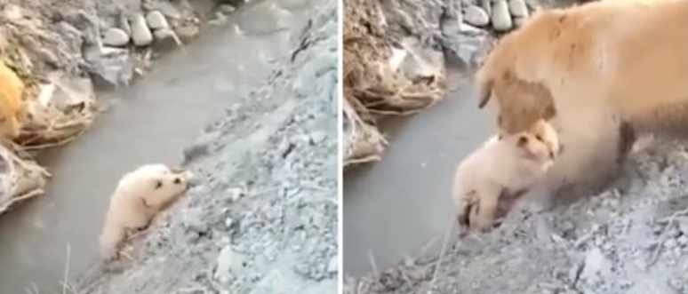 Mother's love.  Golden Retriever mother risked her life to pull her puppy out of a ditch