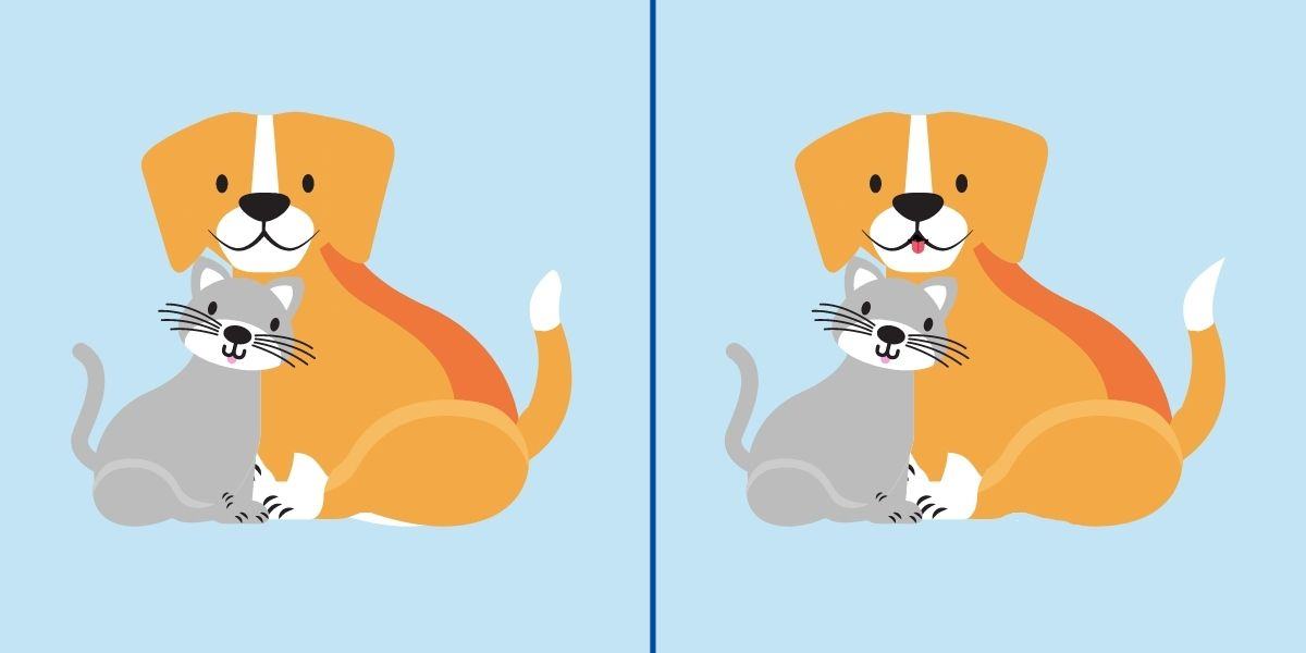 Observation test: Can you spot the 4 differences between the 2 pictures of a cat and a dog? Only genius paws can!