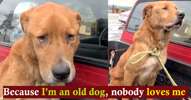 Old dog abandoned by owner wandering on the street looking for food