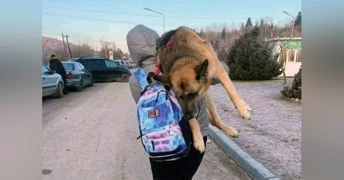 One family didn't want to leave Ukraine without their old dog.  They carry dogs across the border on their backs