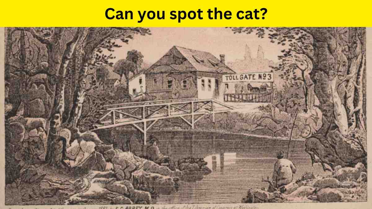 Optical Illusion- Spot the cat in 10 seconds