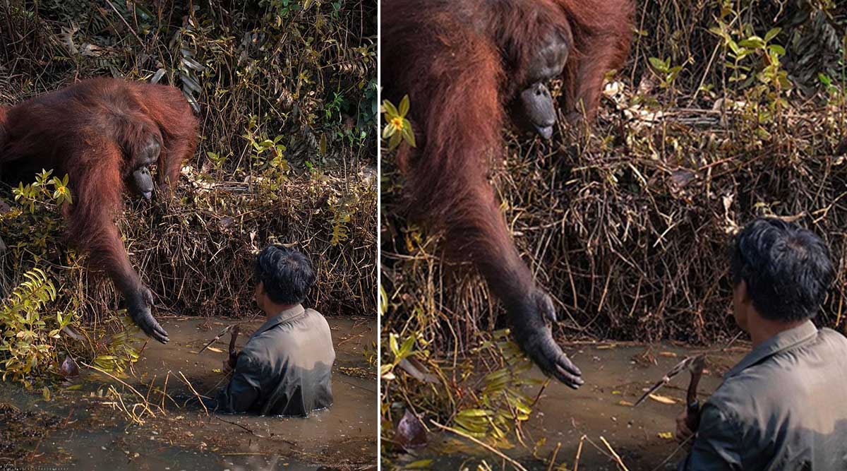 Orangutan reaches out to save a man from a river full of snakes