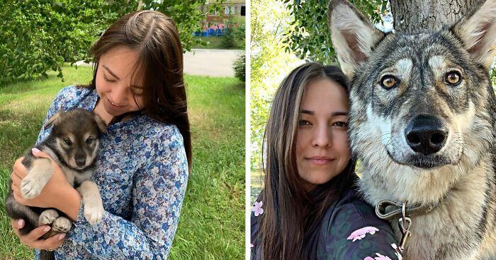 PHOTO.  The wolf cub was adopted by a woman from the shelter because this woman is alive because a wolf wouldn't be able to live in the wild