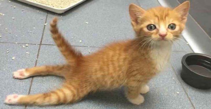 Paralyzed kitten finally gets a second chance to walk