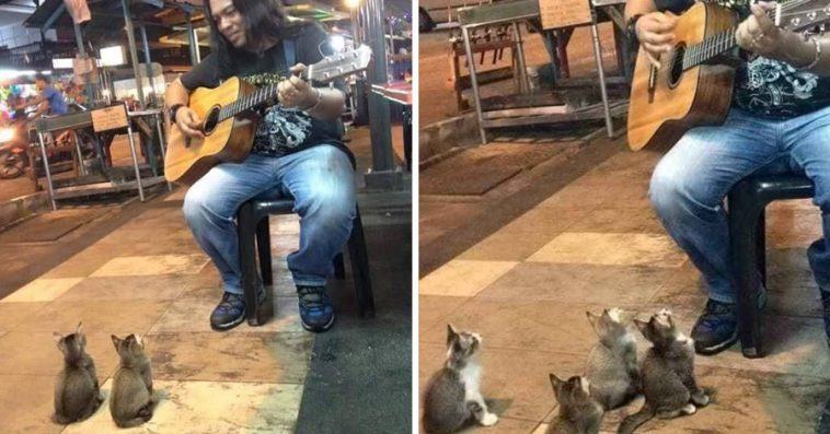 People ignored the street singer - after a while 4 kittens came to listen to his music