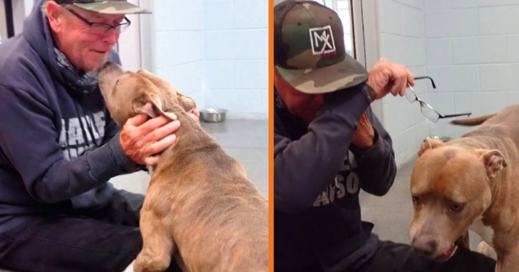 Pit bull couldn't believe his eyes.  It finally met its owner after 200 days apart