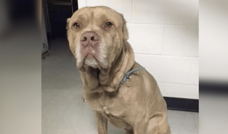 Police adopt a lost old dog because the owner can't be found