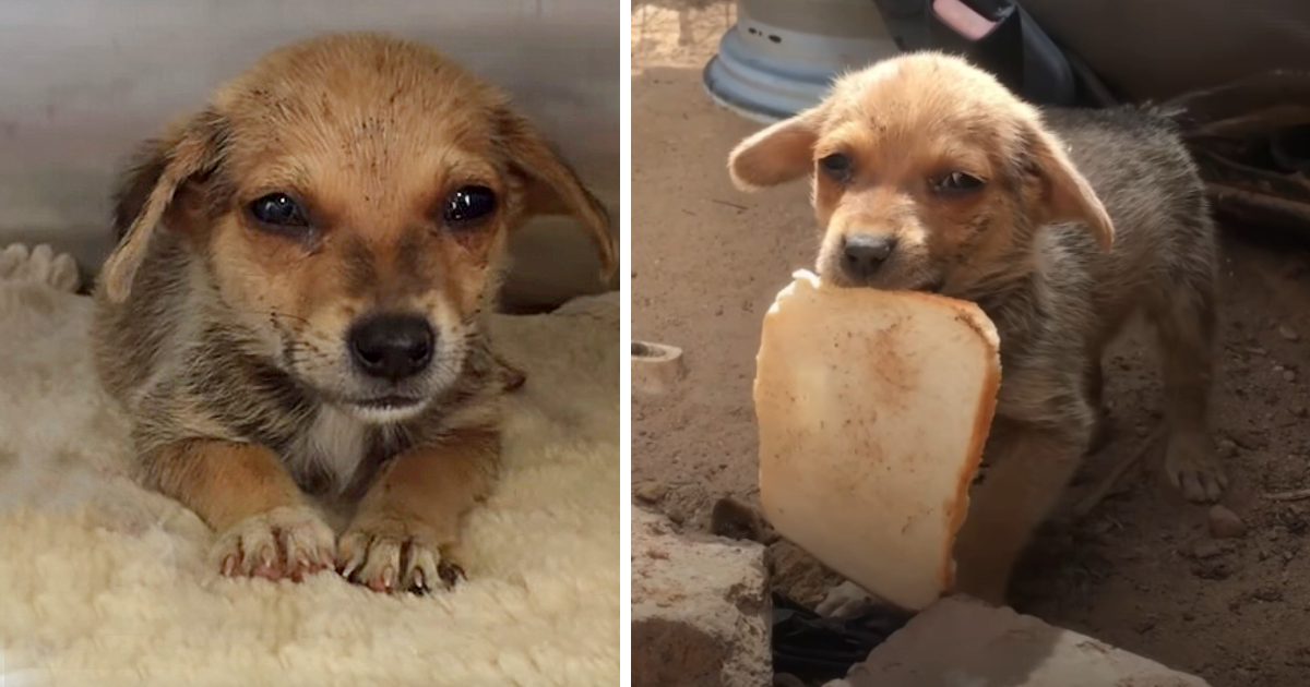 Poor little abandoned dog burst into tears when given a piece of bread