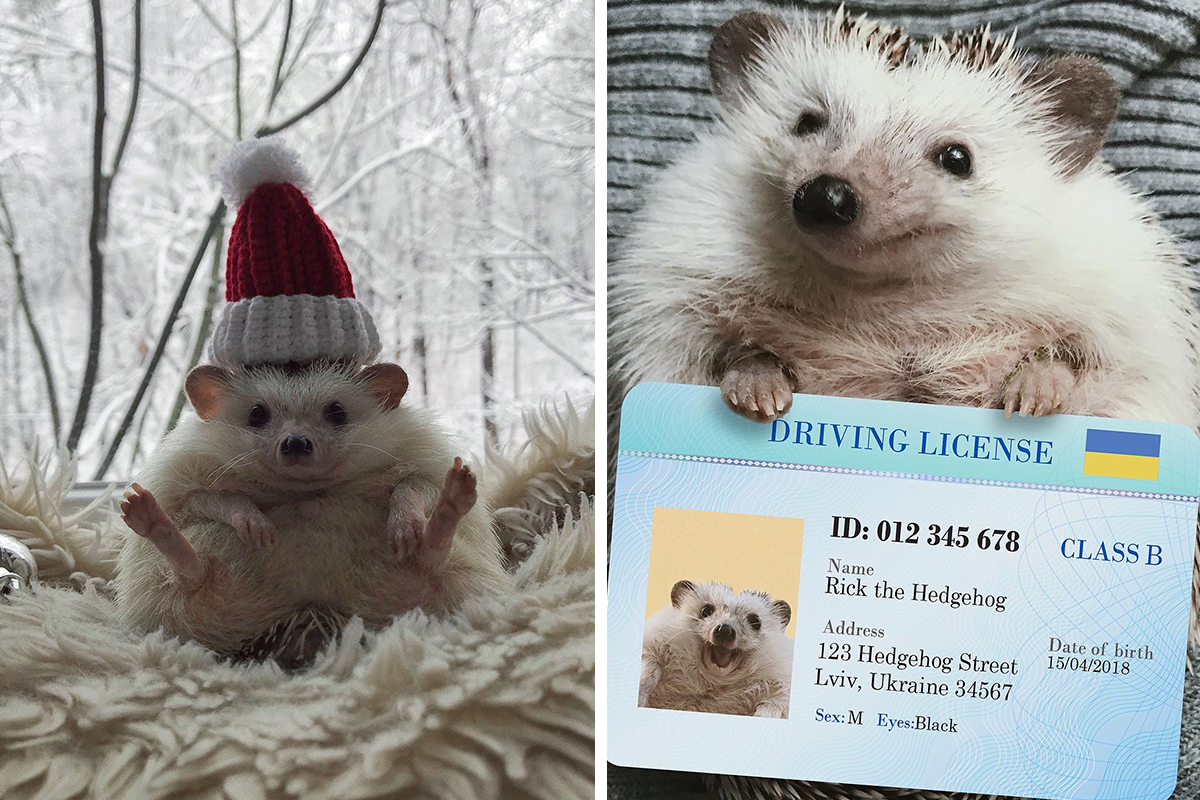 Positive vibes.  This adorable hedgehog is the happiest kid that can brighten up your day