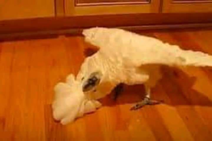 Positive videos.  Crazy umbrella cockatoo goes crazy every time he sees the camera