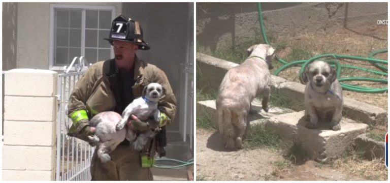 Praiseworthy.  The heroic action of the fireman saved the lives of 2 dogs left in the burning house