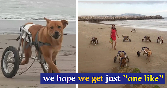 Praiseworthy.  The woman took 18 disabled dogs to the beach for the first time and they were very excited