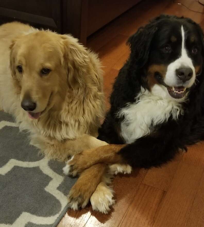 Real friends.  Two dogs love to hold hands