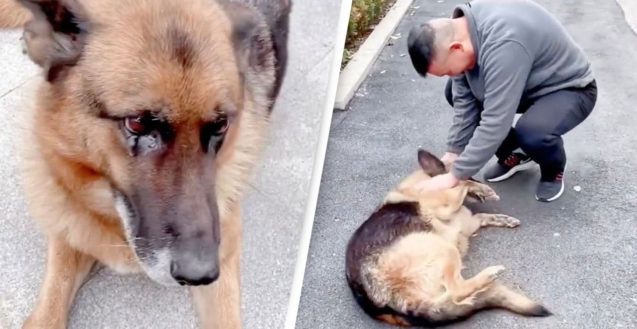 Retired police dog started crying when he saw his former manager