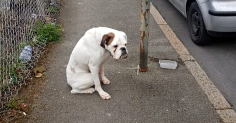 Scared dog is tied to a street lamp by its rude owners